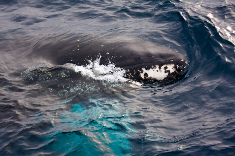 Humpback Whale